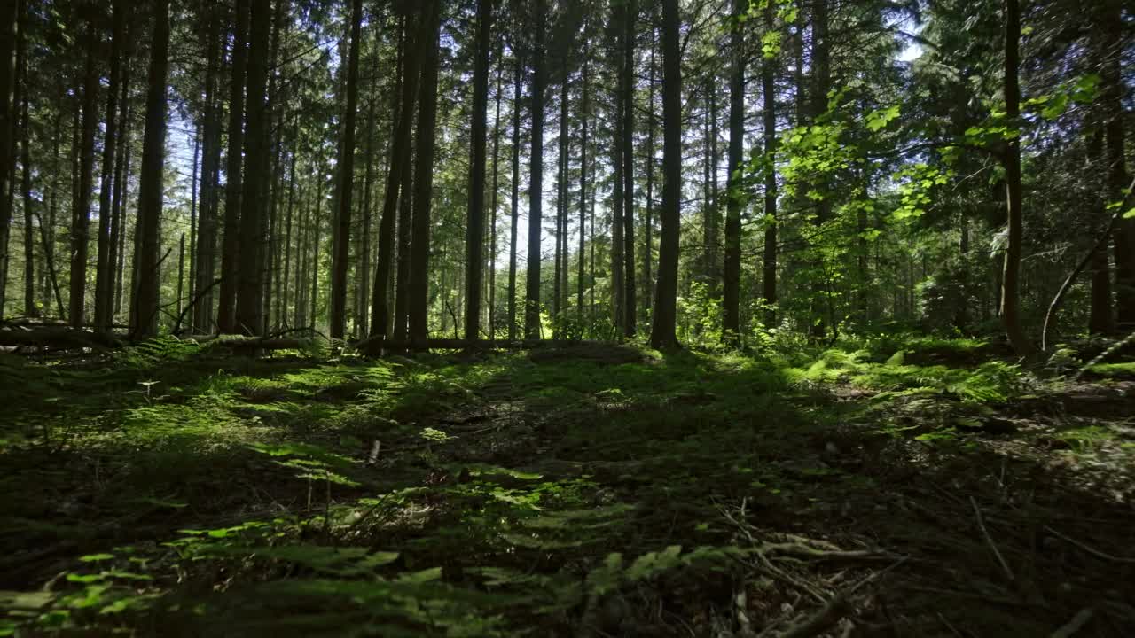 Stock Video Beautiful Green Forest Live Wallpaper For PC