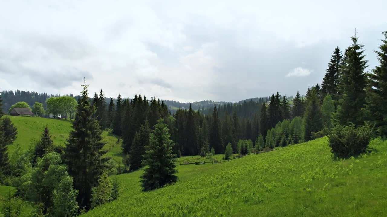 Stock Video Beautiful Green Forest Full Of Pine Trees In Spring Live Wallpaper For PC