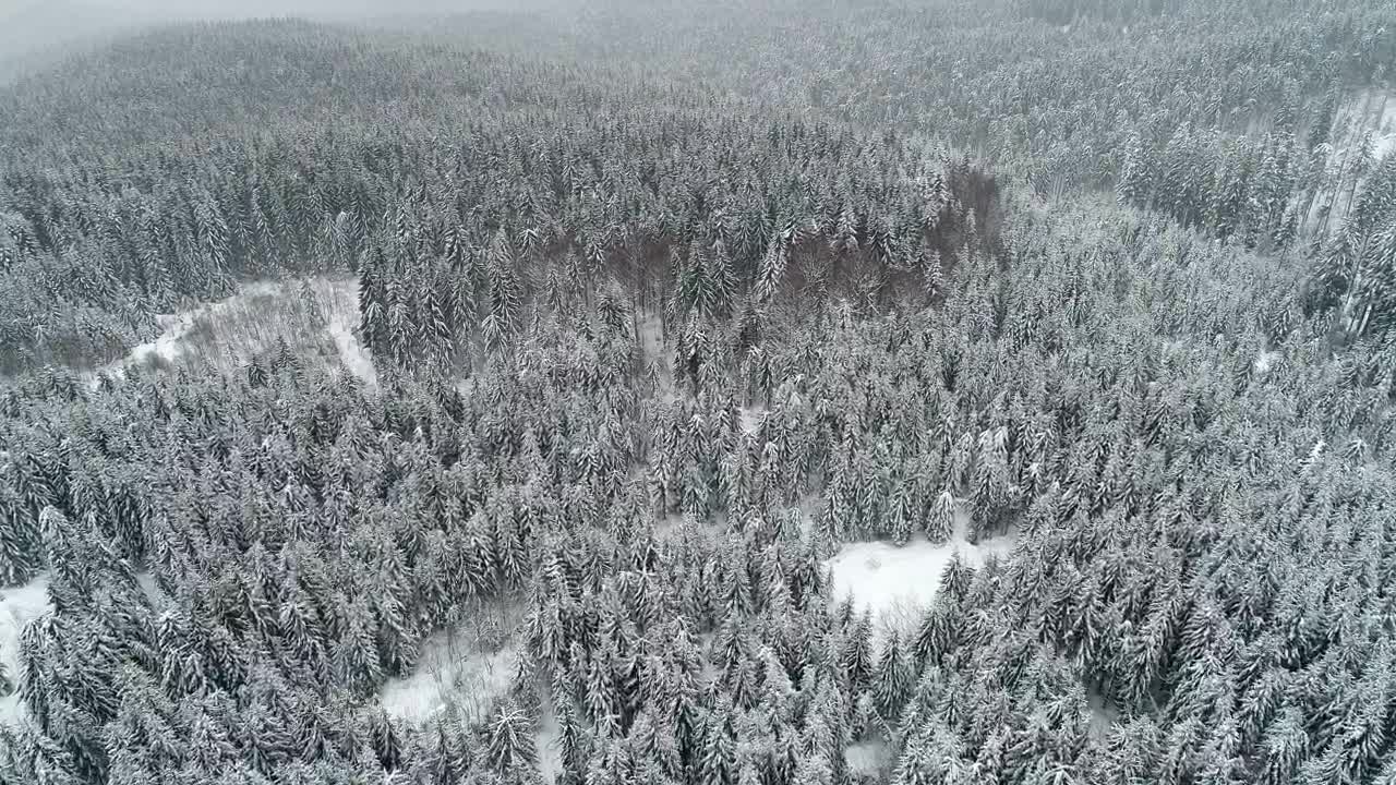 Stock Video Beautiful Forest Populated By Snow Filled Pine Trees Live Wallpaper For PC