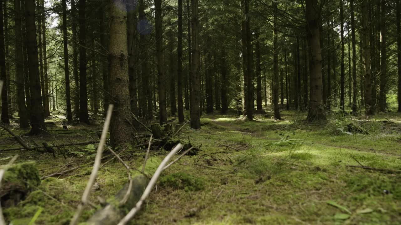 Stock Video Beautiful Forest Live Wallpaper For PC