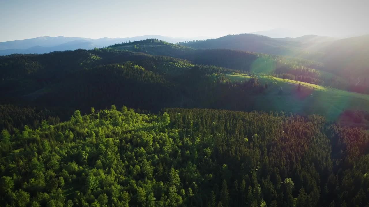 Stock Video Beautiful Forest In Summer Lit By Sunshine Live Wallpaper For PC