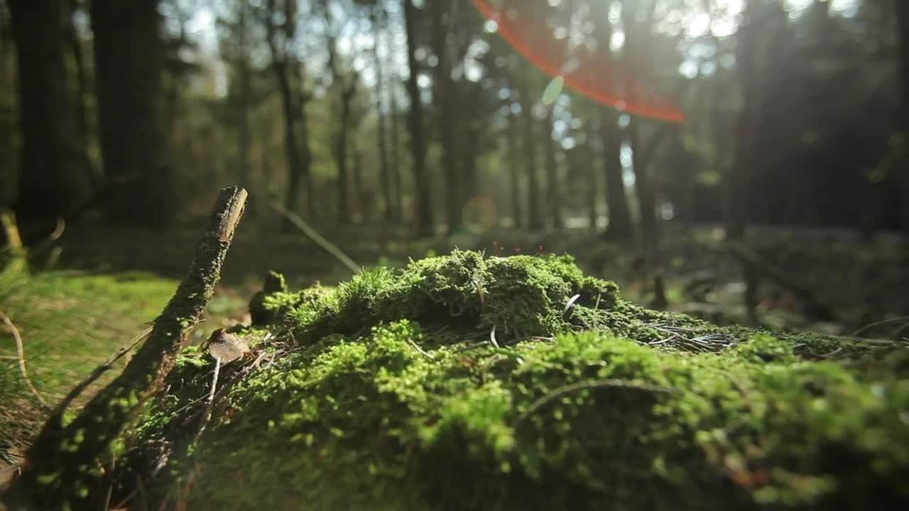 Stock Video Beautiful Forest Floor Live Wallpaper For PC
