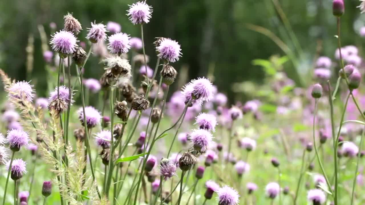 Stock Video Beautiful Field Of Flowers Live Wallpaper For PC