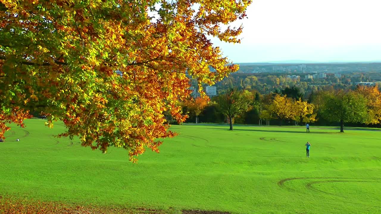 Stock Video Beautiful Field In A Park In Autumn Live Wallpaper For PC