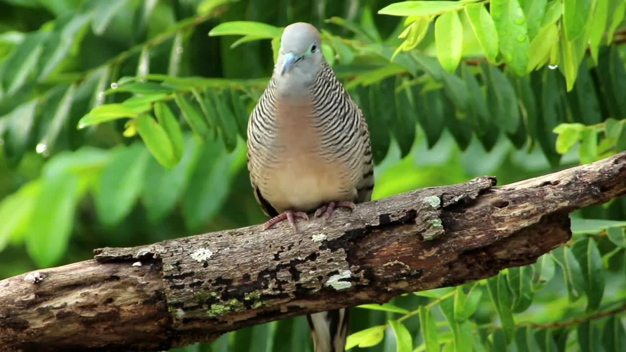 Stock Video Beautiful Dove In The Woods Live Wallpaper For PC