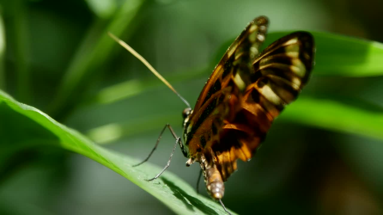 Stock Video Beautiful Butterfly Standing On A Leaf Live Wallpaper For PC