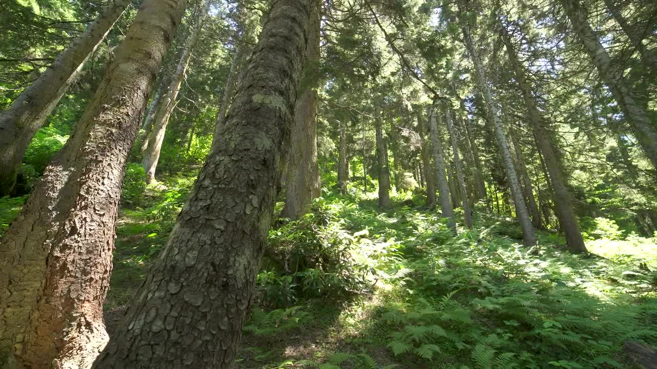 Stock Video Beautiful Calm Green Forest Live Wallpaper For PC