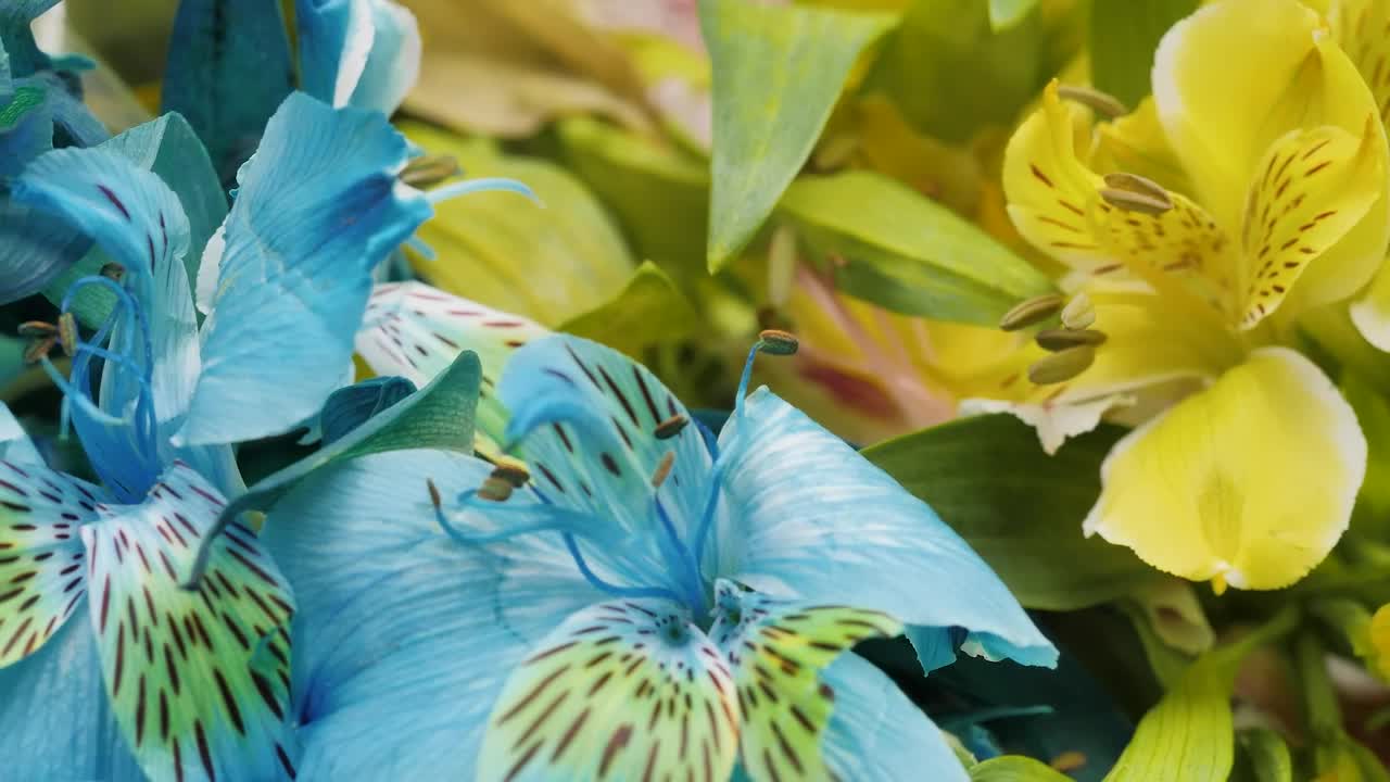 Stock Video Beautiful Blue And Yellow Flowers Live Wallpaper For PC