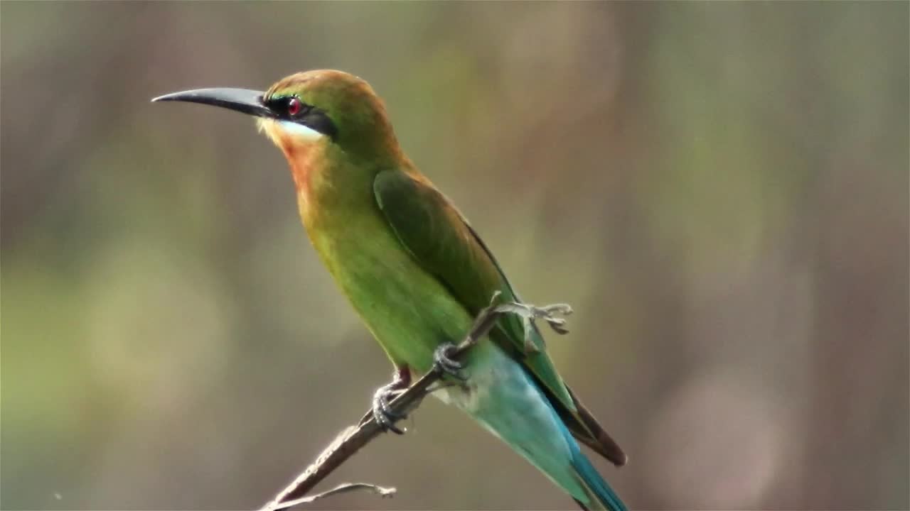 Stock Video Beautiful Bird Perched On A Small Branch Live Wallpaper For PC