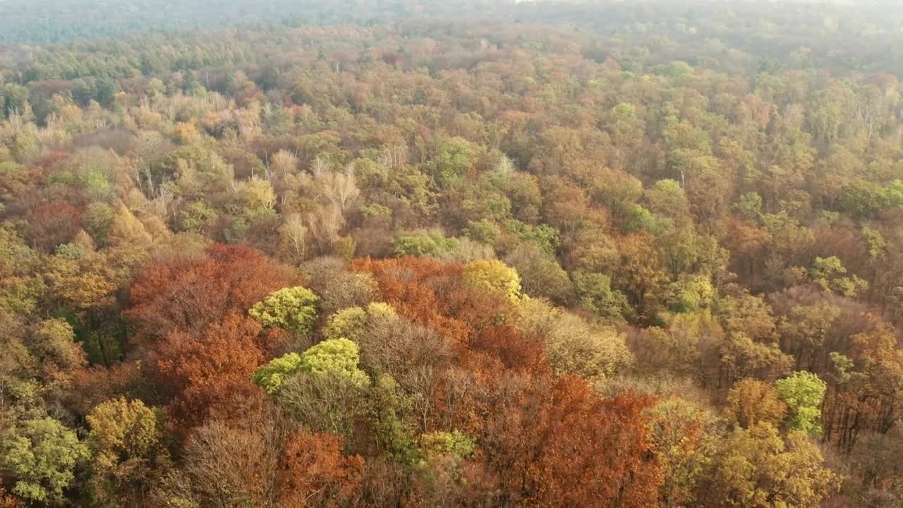 Stock Video Beautiful Autumn Forest Live Wallpaper For PC