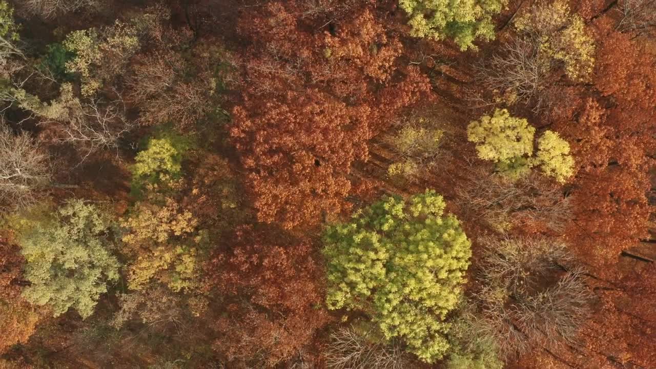 Stock Video Beautiful Autumn Forest From Above Live Wallpaper For PC