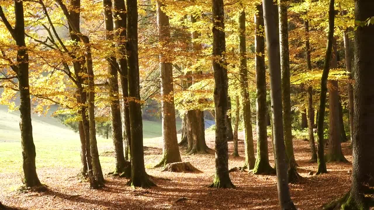 Stock Video Beautiful Autumn Forest At A Sunny Day Live Wallpaper For PC