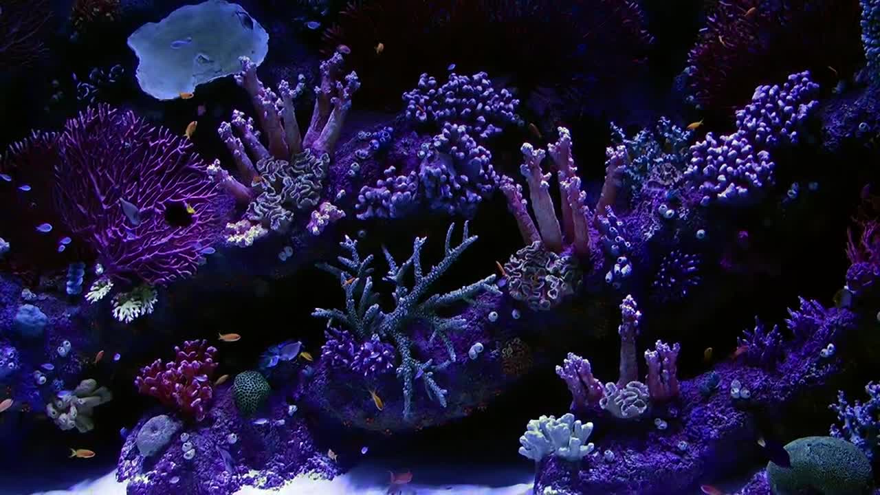 Stock Video Beautiful Aquarium In Purple Tones With Small Fish Live Wallpaper For PC