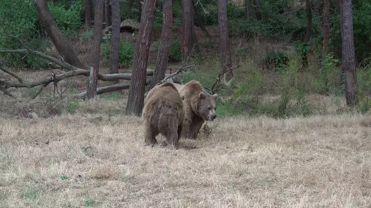 Stock Video Bears Fighting In The Forest Live Wallpaper For PC
