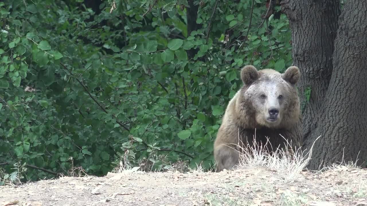 Stock Video Bear Lurking In The Woods Live Wallpaper For PC