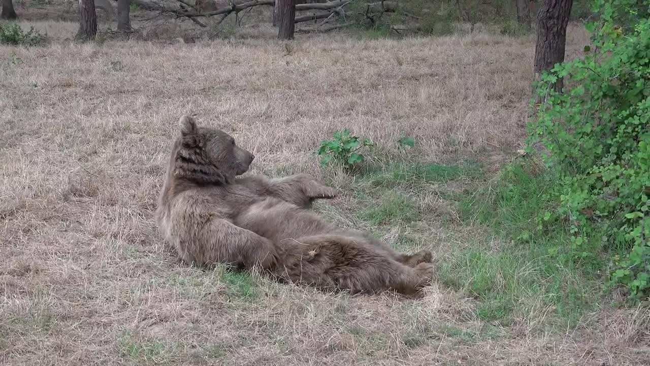 Stock Video Bear Scratching Himself In The Woods Live Wallpaper For PC