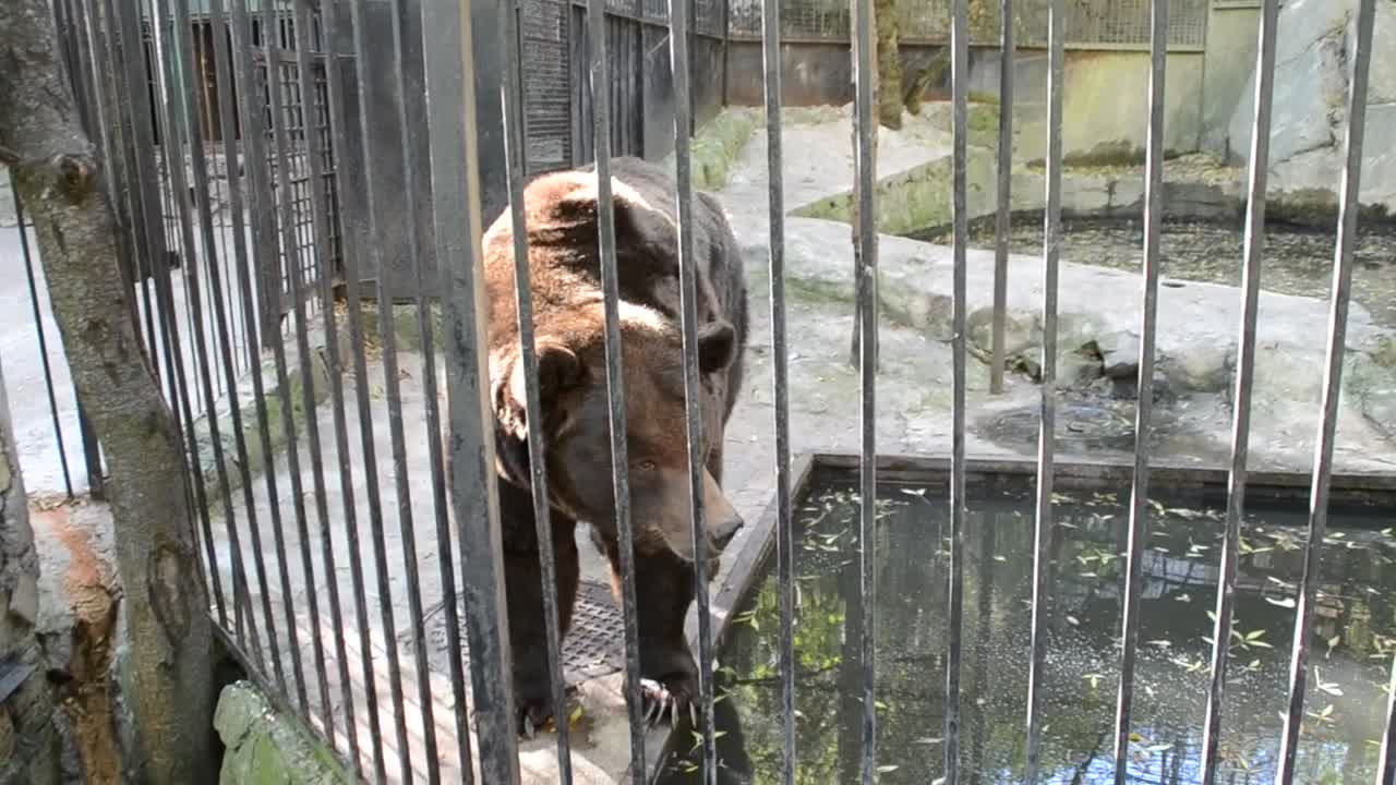 Stock Video Bear Inside A Zoo Exhibit Live Wallpaper For PC