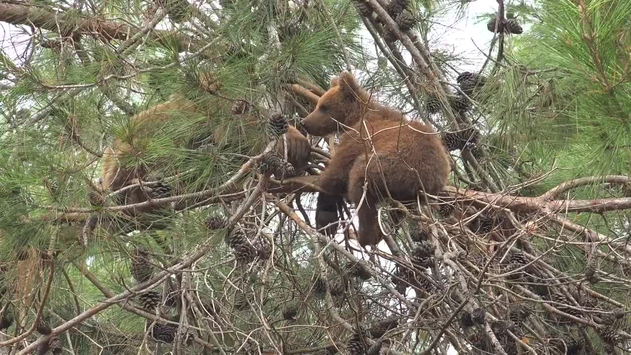 Stock Video Bear Cub In The Top Of The Tree Live Wallpaper For PC