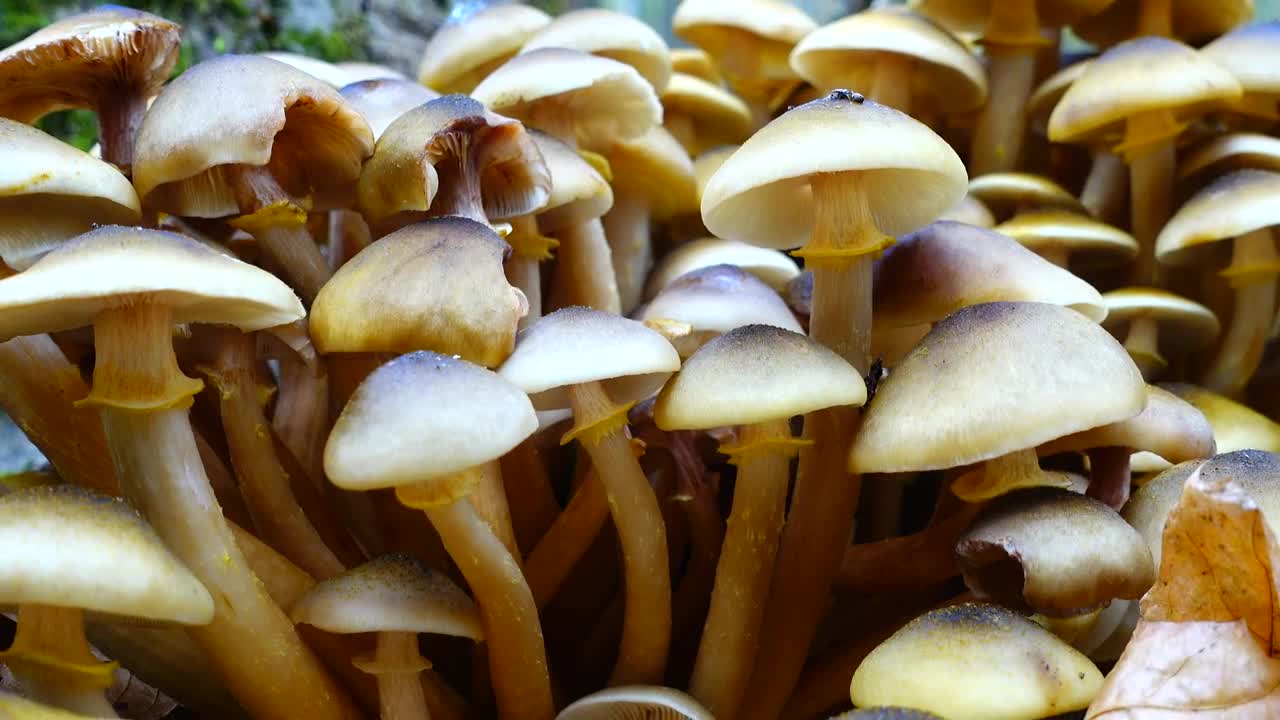 Video Stock Closeup Of Wild Mushrooms Live Wallpaper For PC