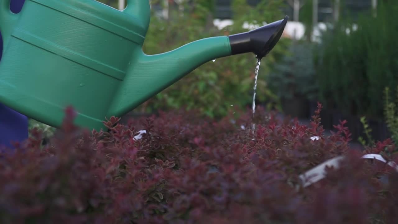 Video Stock Closeup Of Watering Can Pouring On Garden Bushes Live Wallpaper For PC