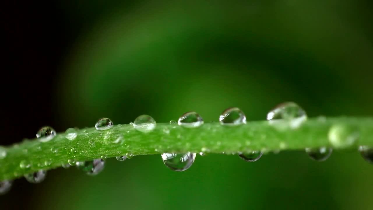 Video Stock Closeup Of Raindrops On A Green Branch Live Wallpaper For PC