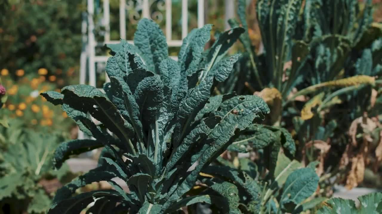 Video Stock Closeup Of Plants In A Vegetable Garden Live Wallpaper For PC