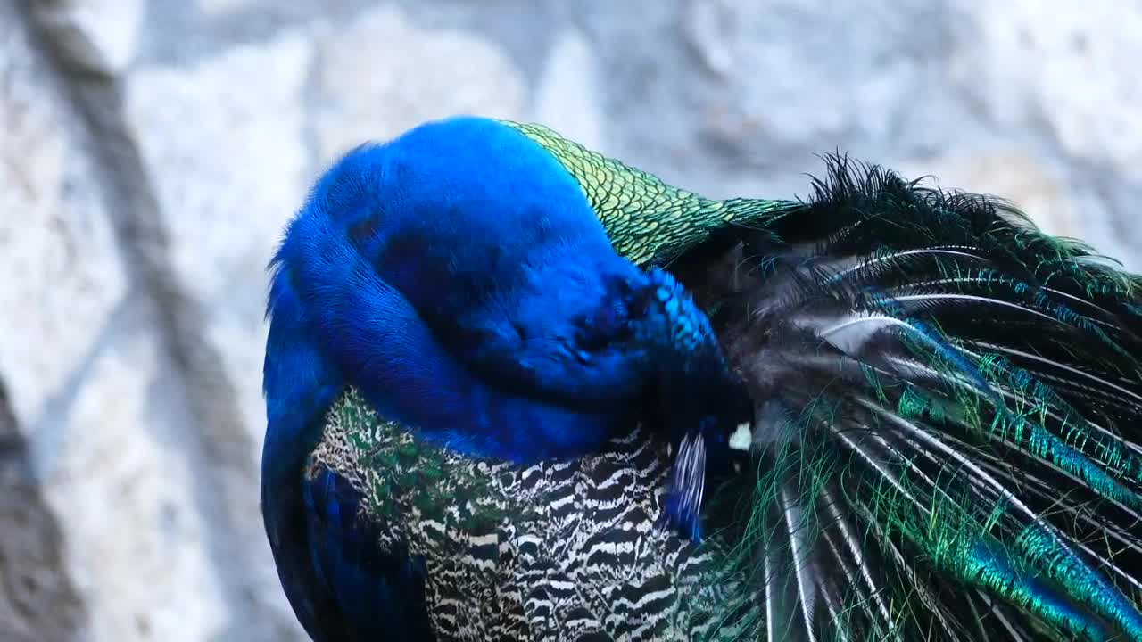 Video Stock Closeup Of Peacock Cleaning His Feathers Live Wallpaper For PC
