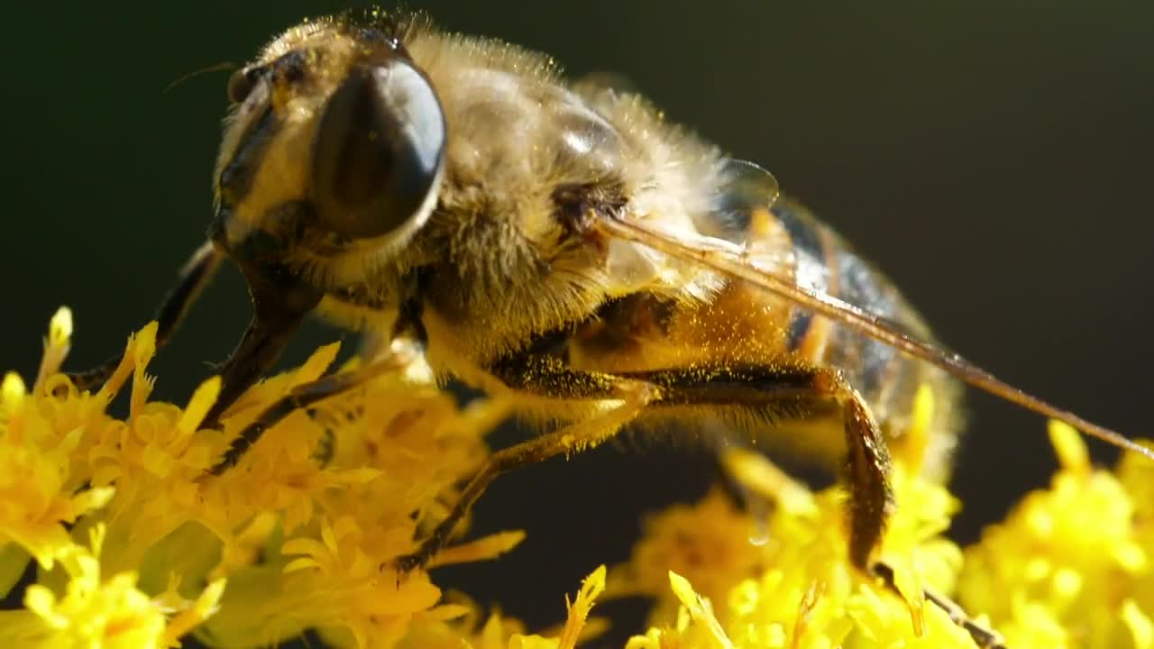 Video Stock Closeup Of Bee Pollinating Yellow Flower Live Wallpaper For PC