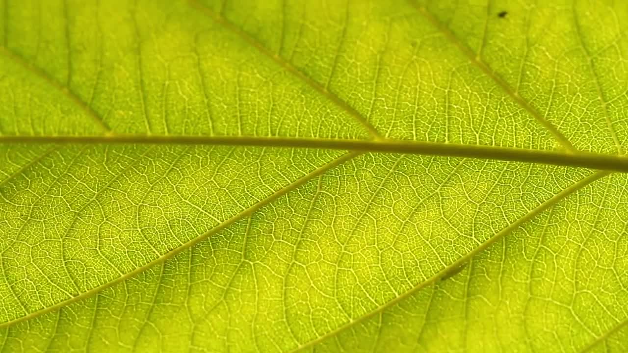 Video Stock Closeup Of An Insect On A Leaf Live Wallpaper For PC