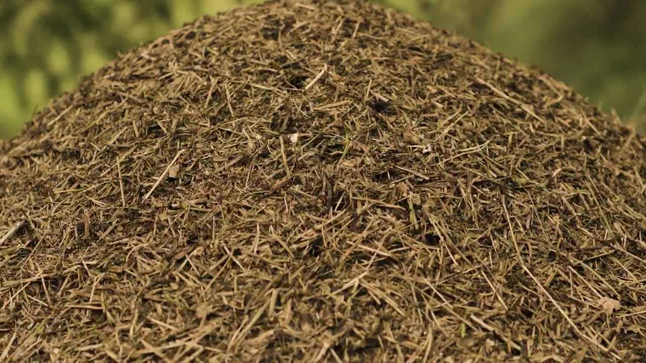 Video Stock Closeup Of An Anthill Live Wallpaper For PC