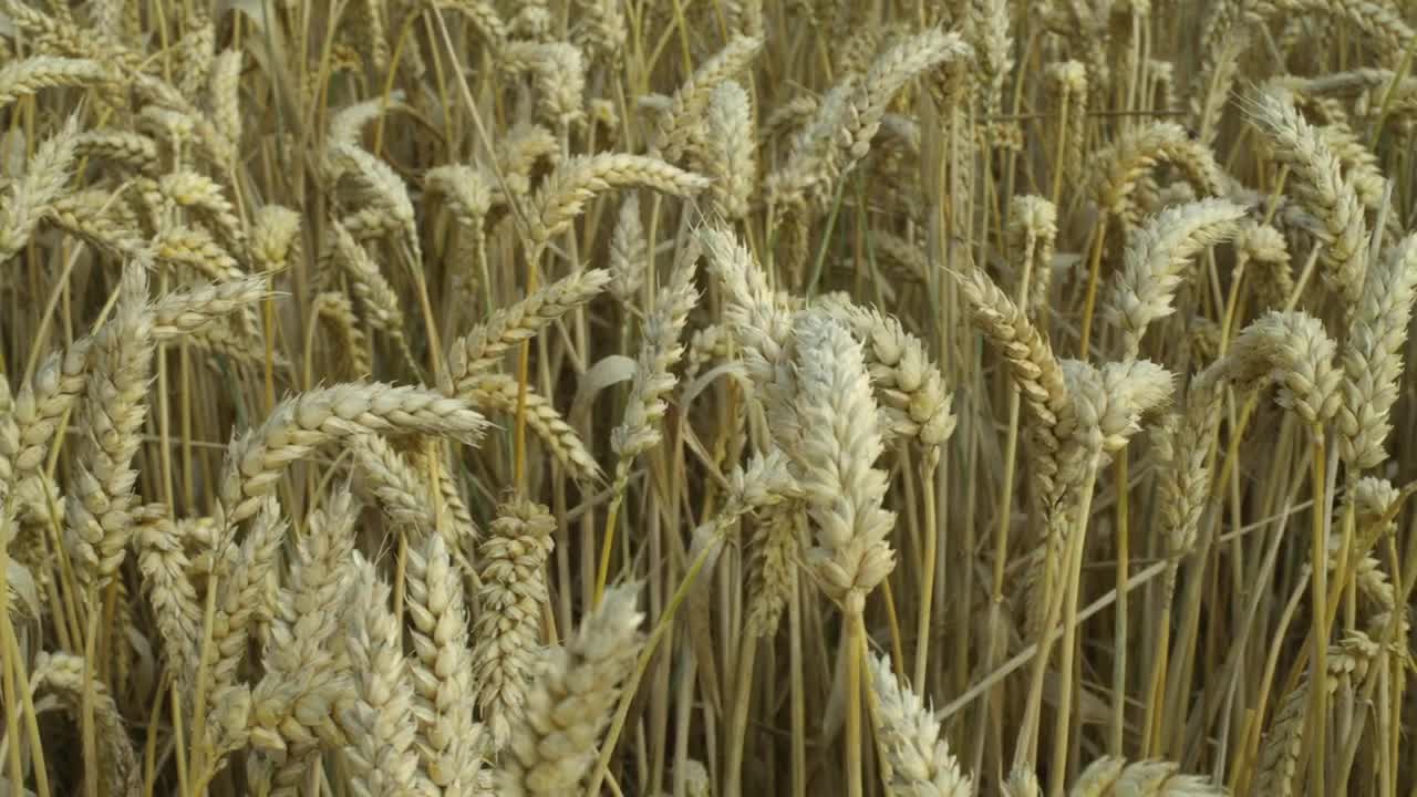Video Stock Closeup Of A Wheat Field Live Wallpaper For PC