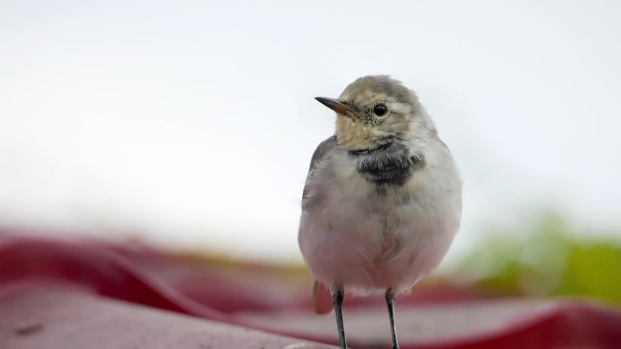 Video Stock Closeup Of A White Bird Live Wallpaper For PC