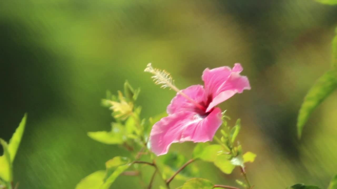 Video Stock Closeup Of A Pink Flower Live Wallpaper For PC