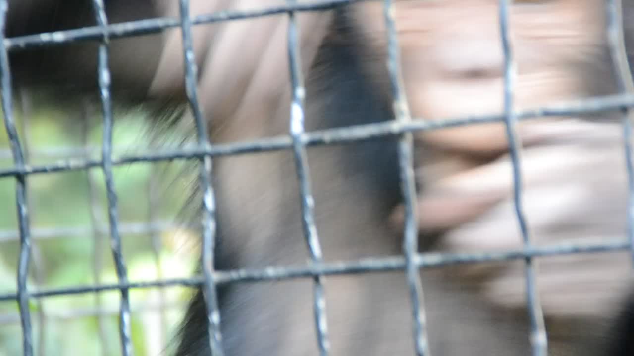 Video Stock Closeup Of A Monkey In A Zoo Live Wallpaper For PC