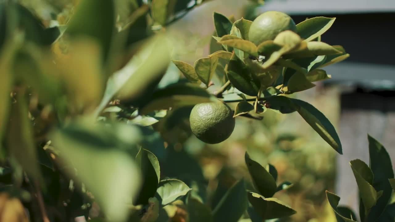 Video Stock Closeup Of A Lemon Tree Live Wallpaper For PC