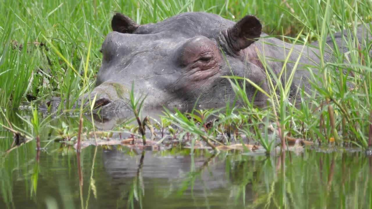 Video Stock Closeup Of A Hippo Sleeping In A Swamp Live Wallpaper For PC