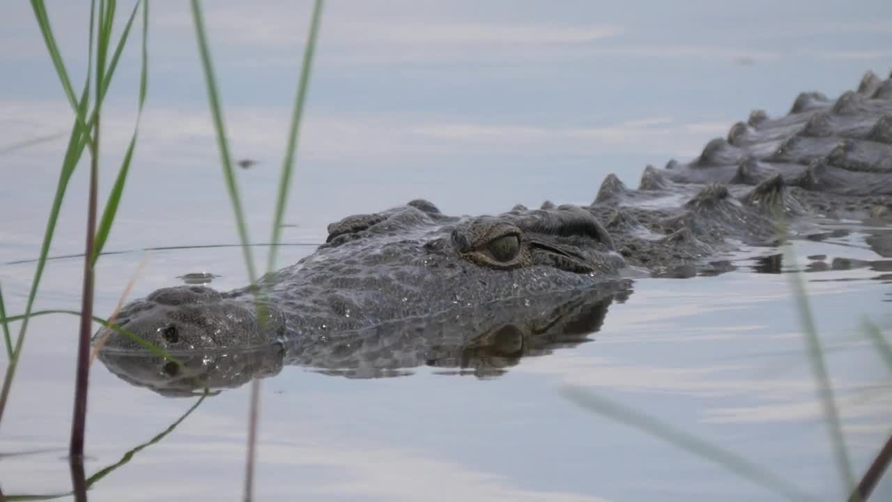 Video Stock Closeup Of A Crocodile In A Lake Live Wallpaper For PC