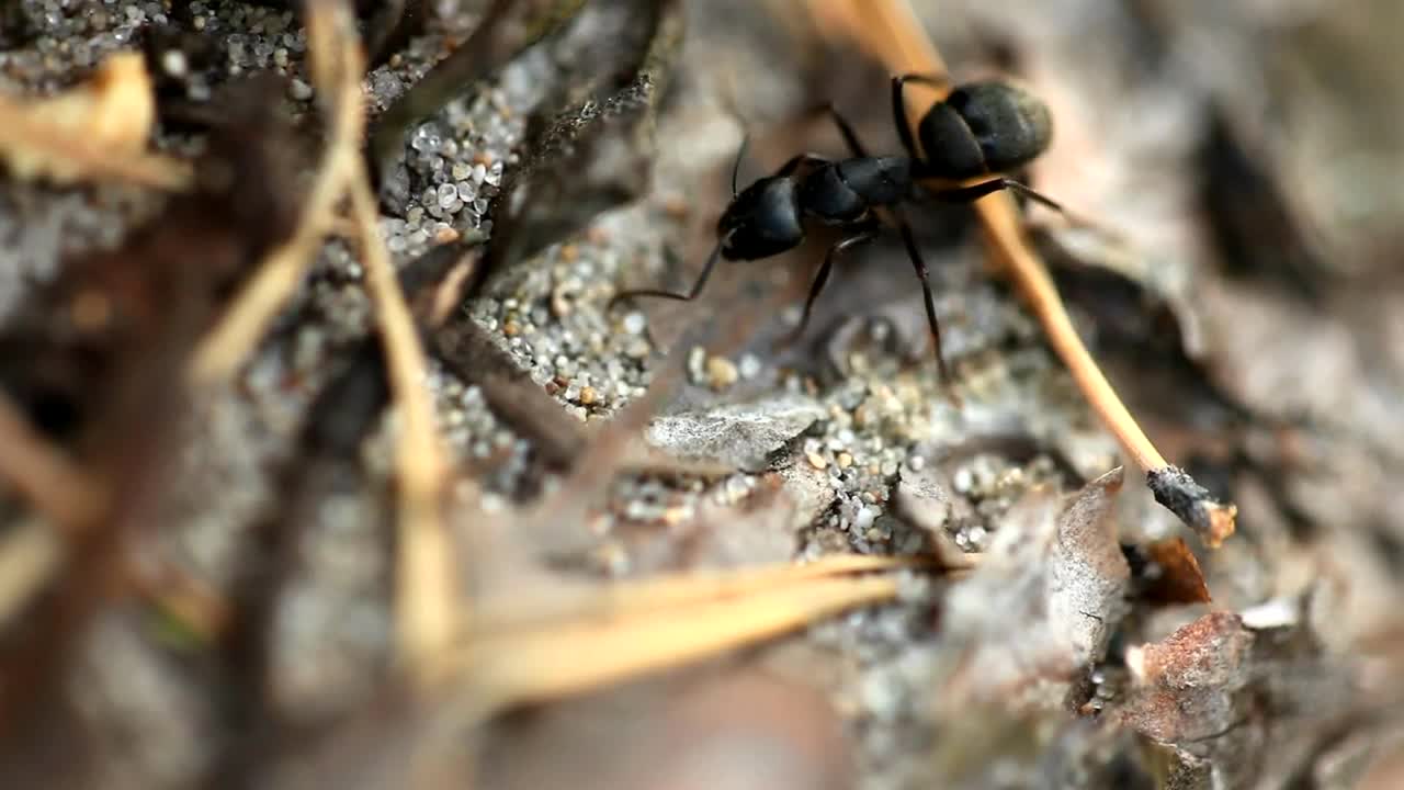 Video Stock Closeup Of A Black Ant Live Wallpaper For PC