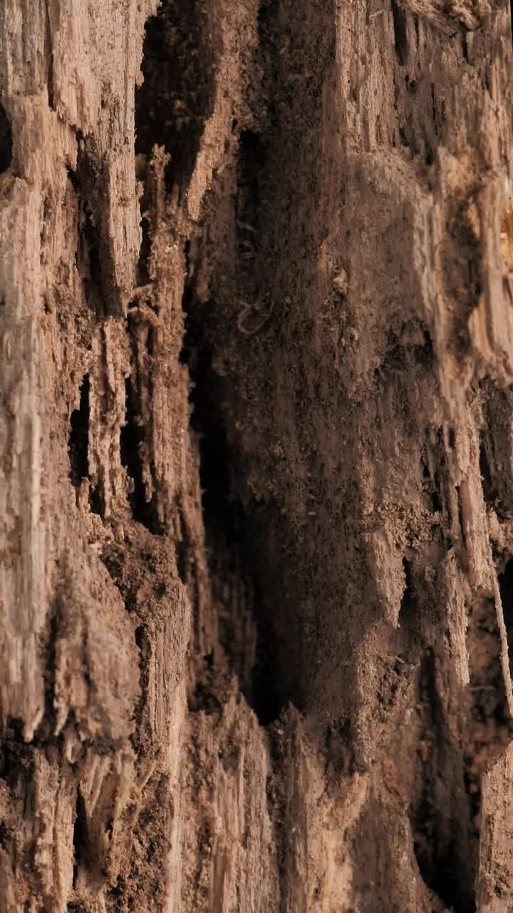 Video Stock Close View Of A Wooden Surface Live Wallpaper For PC