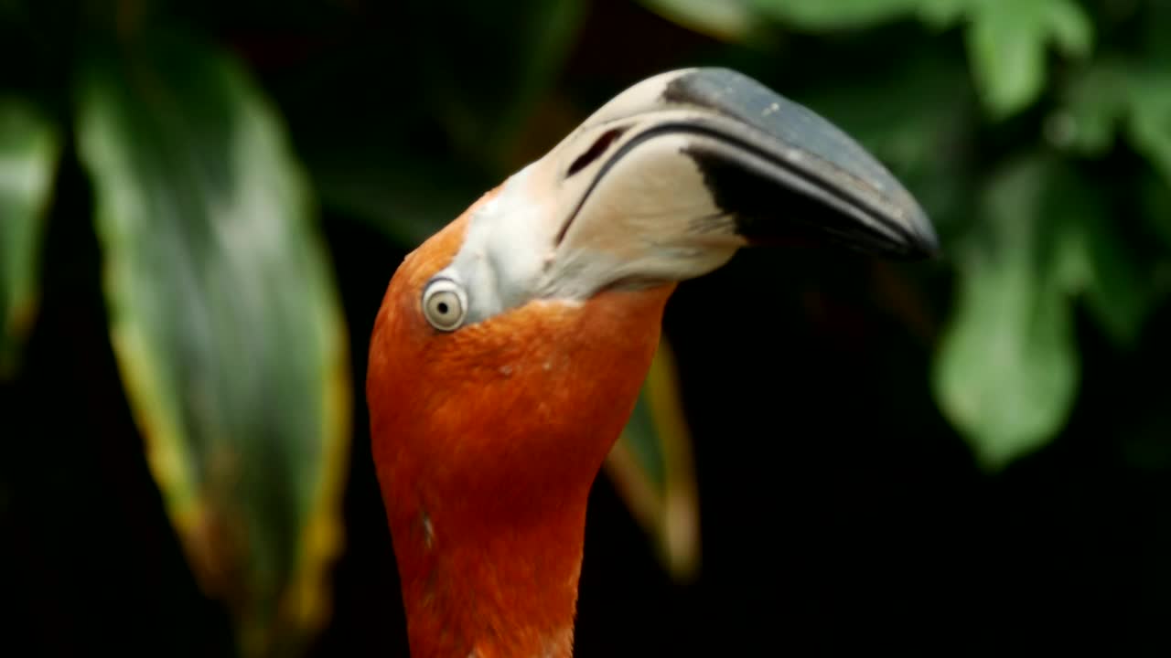 Video Stock Close Up To The Heads Of Flamingos Live Wallpaper For PC