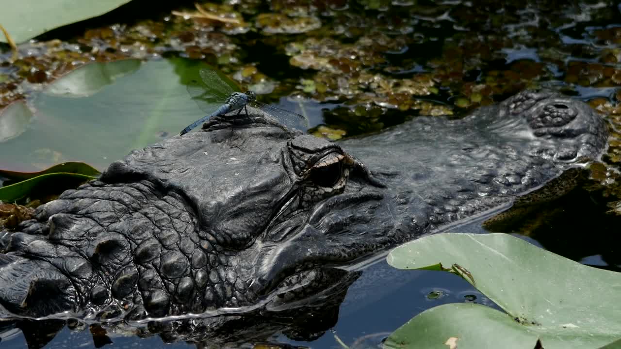 Video Stock Close Up To The Head Of A Crocodile Live Wallpaper For PC