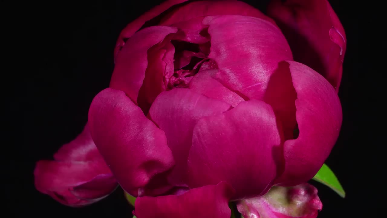 Video Stock Close Up To A Blooming Pink Flower Live Wallpaper For PC