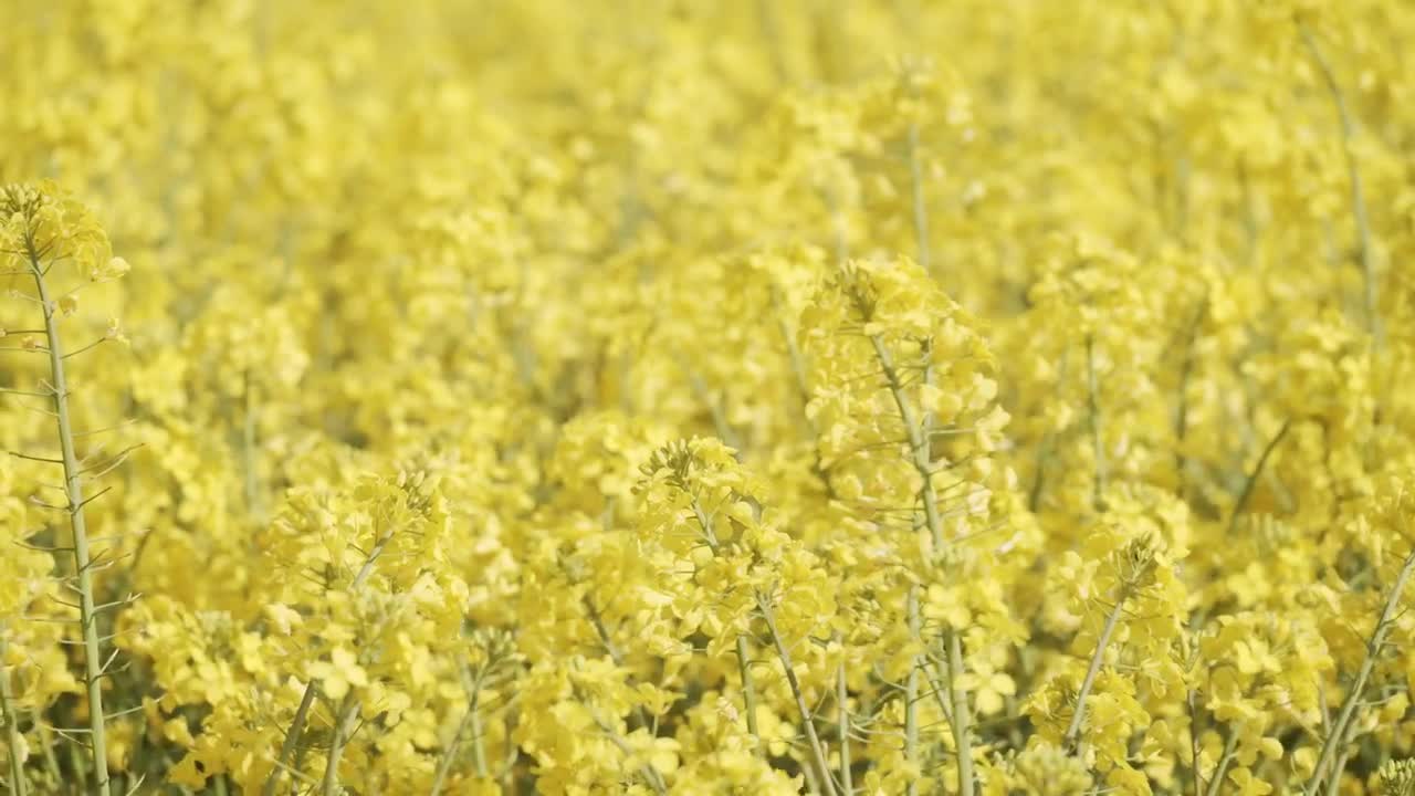 Video Stock Close Up Shot Of A Crop Field Live Wallpaper For PC