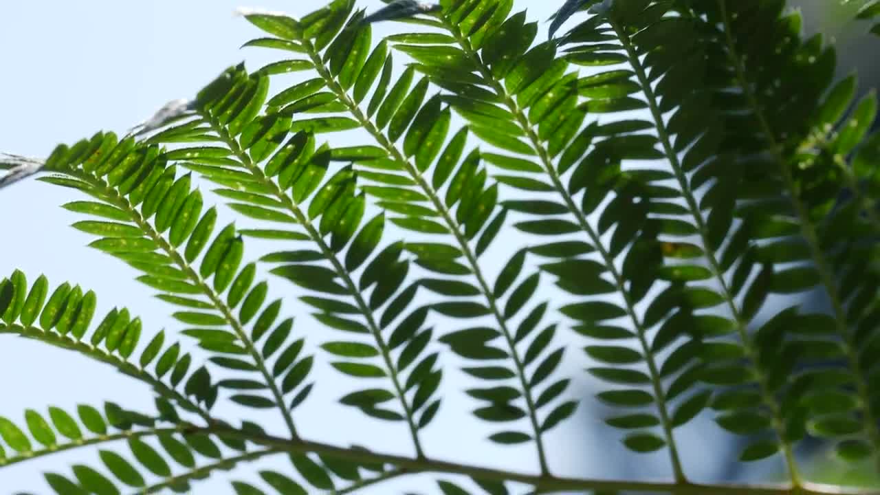 Video Stock Close Up Of Tree Branches Live Wallpaper For PC