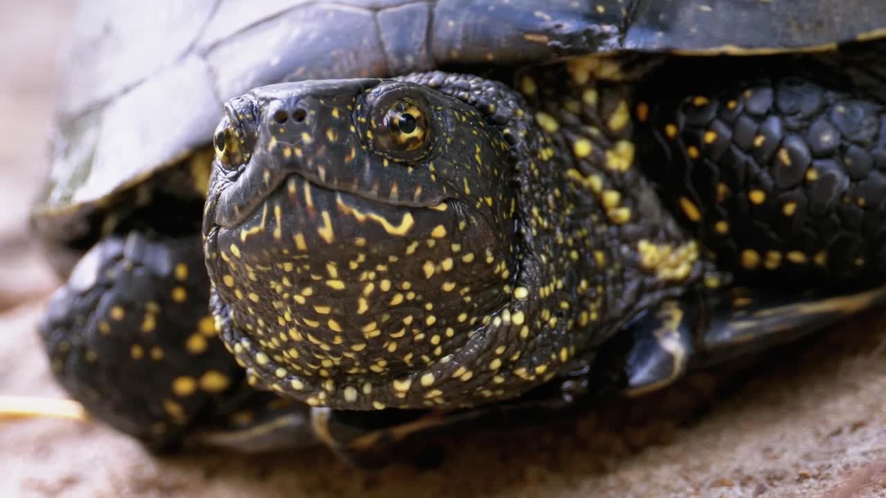 Video Stock Close Up Of The Head Of A Turtle Live Wallpaper For PC