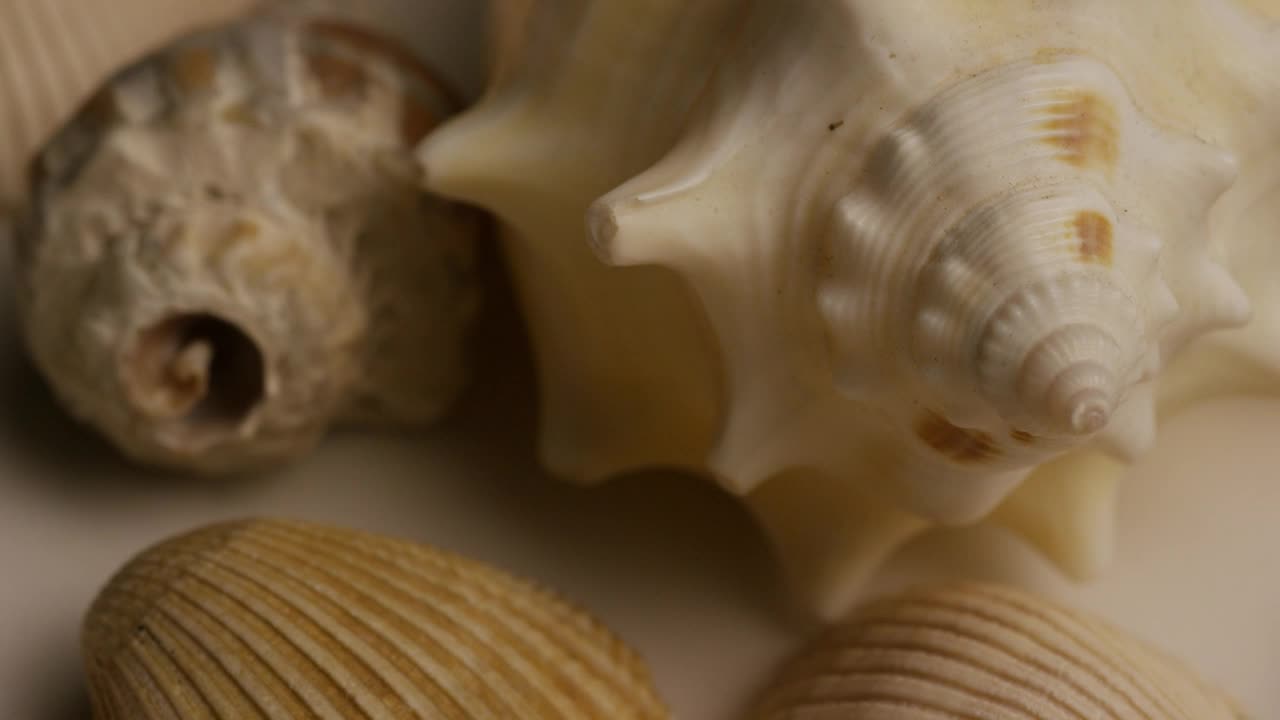 Video Stock Close Up Of Texture Of Sea Shells Live Wallpaper For PC