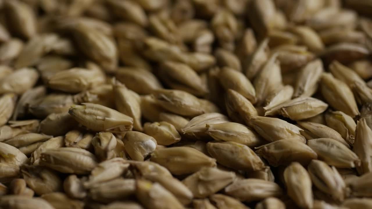 Video Stock Close Up Of Barley Rotating Live Wallpaper For PC