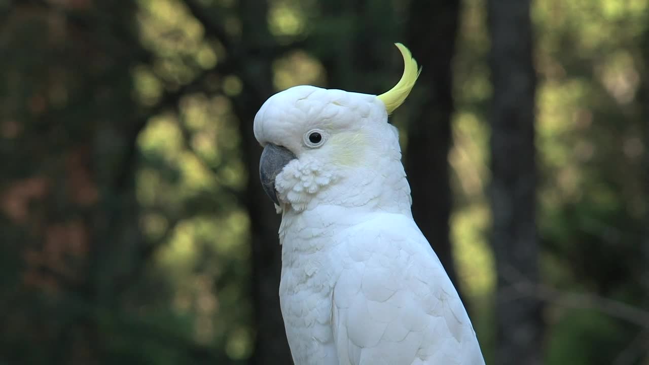 Video Stock Close Up Of A White Cockatoo Live Wallpaper For PC