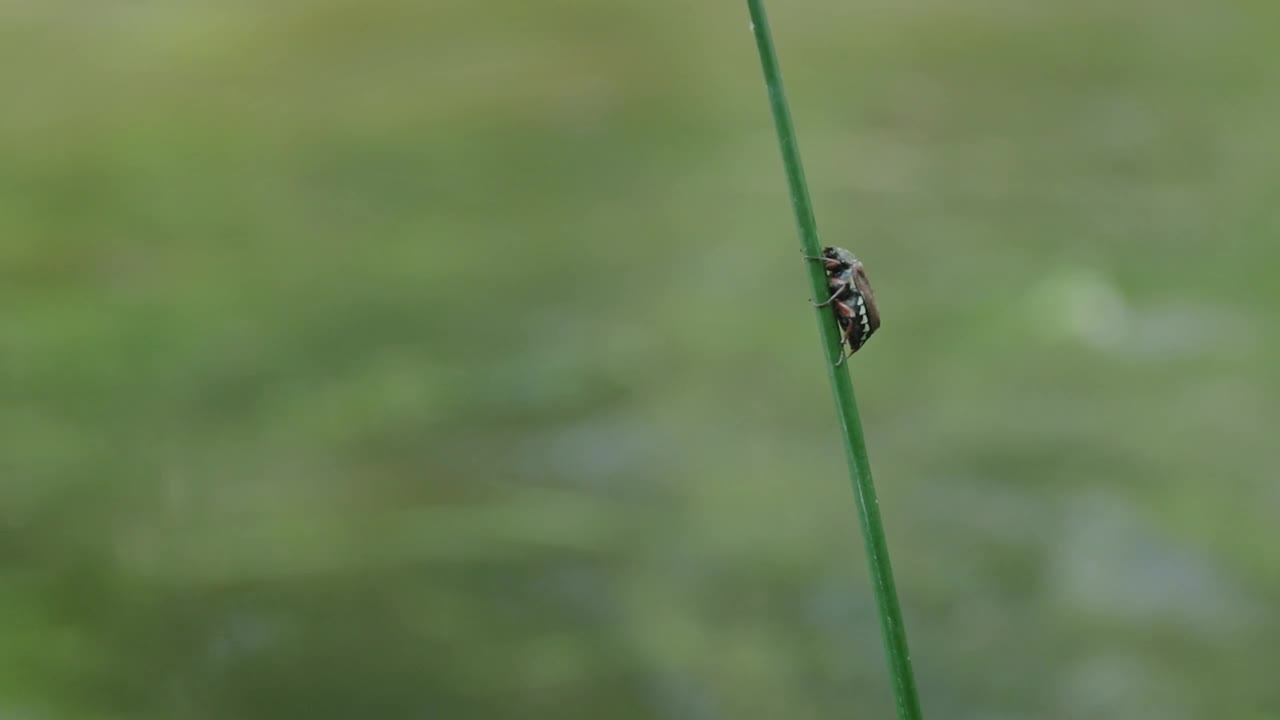 Video Stock Close Up Of A Beetle On The Grass Live Wallpaper For PC