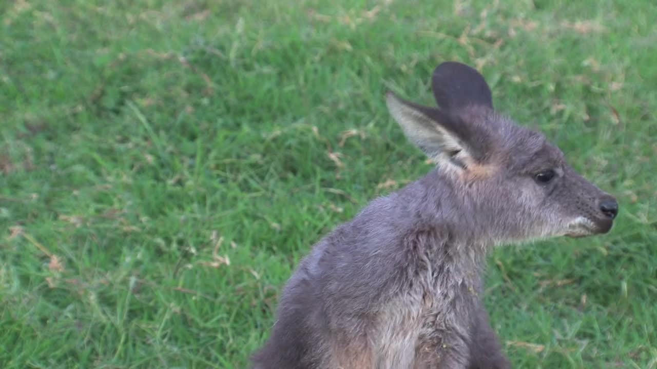 Video Stock Close Up Of A Baby Kangaroo Cleaning His Head Live Wallpaper For PC